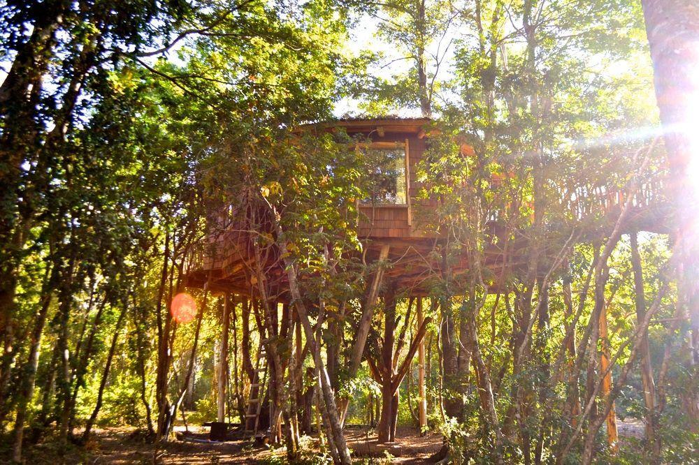 Tree Lodge Nidos De Pucón Extérieur photo