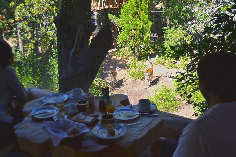 Tree Lodge Nidos De Pucón Extérieur photo